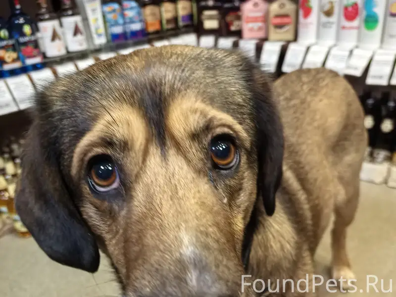 Найдена собака, запущена в магазин на...