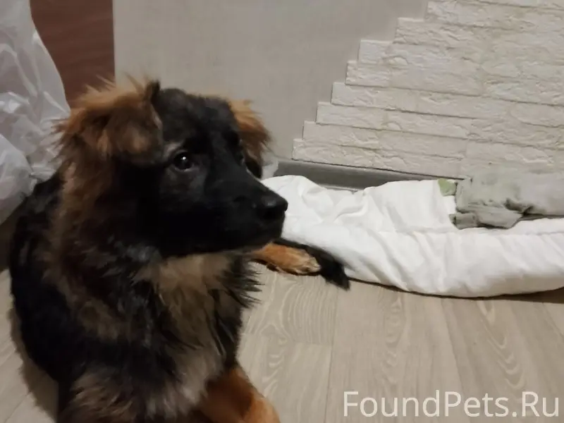 Здравствуйте. Найден щенок, на 15 микрорайоне...