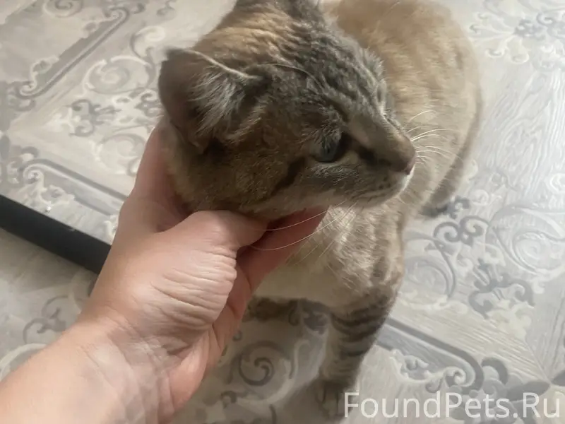 Срочно! Кошка с дерева!!! 
Балакирева. 

Найдена...