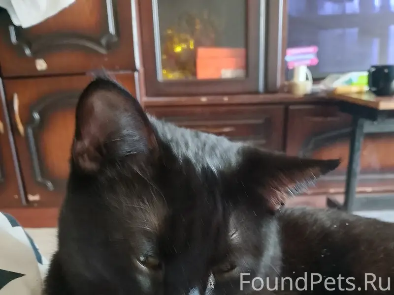 Пропал кот помогите найти не обевлялся...