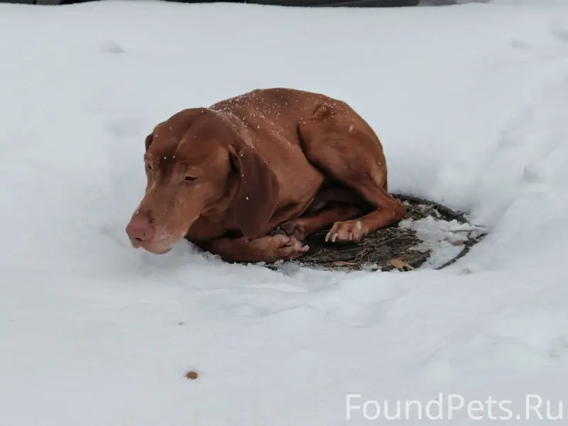 Найдена собака в районе Павшинского моста