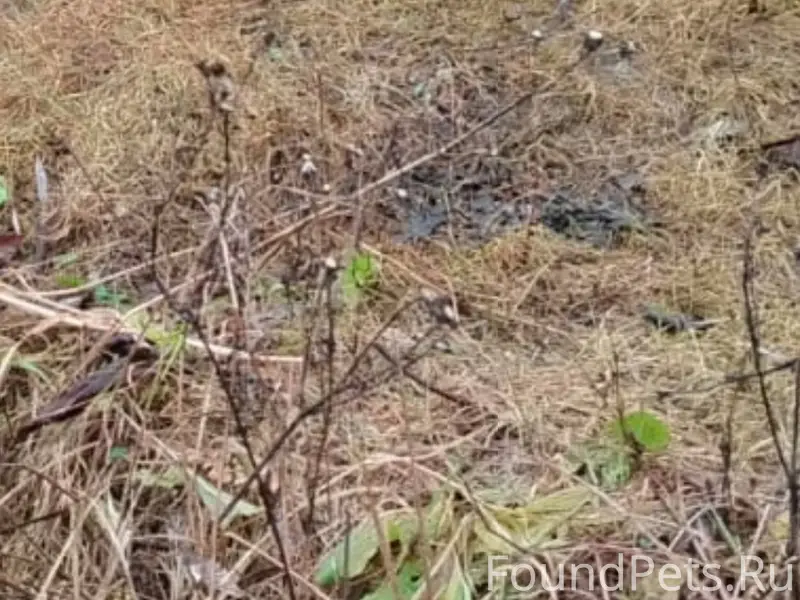 Пропала собака, немецкая овчарка, на шее...