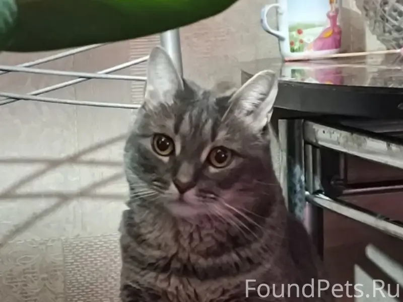 МУРМАНСК. РОЗЫСК КОШКИ!

08.02 по...