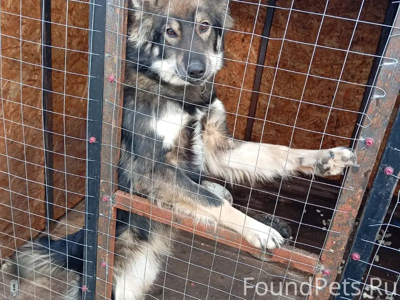 Здравствуйте. Убежала собака!!!! Проживала на Лермонтова...