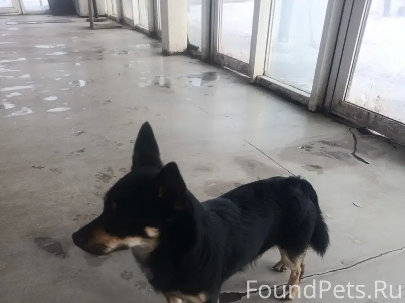 На 10 КПП прибежал пёс! Видимо...