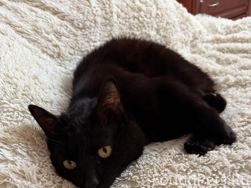 Здравствуйте! 
Пропал кот, черный, с выпирающими...