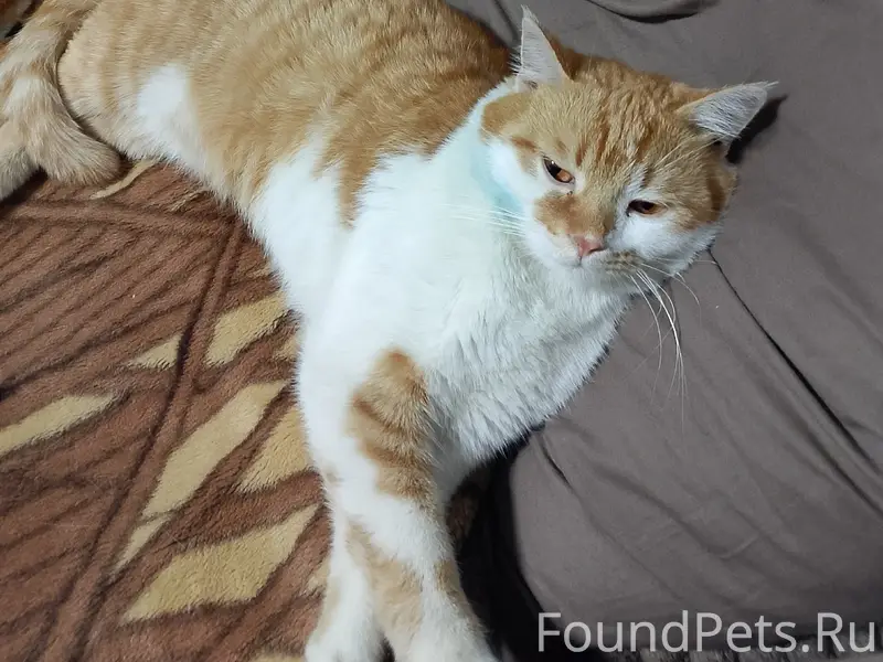 Пропал кот,в районе 5 ой...