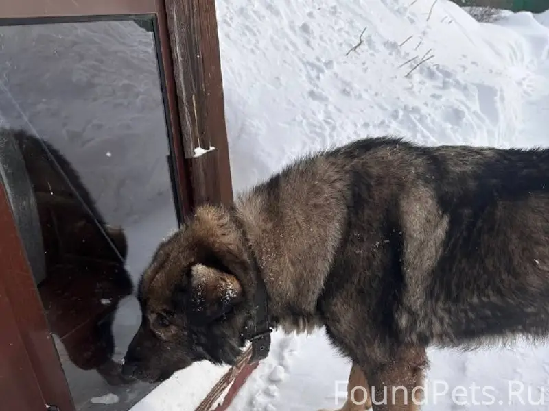 В районе пос.Кубенское замечена собака...