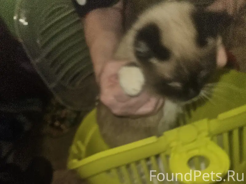 Найдена кошка, Ближнее Заволжье, Горького. Чистая...