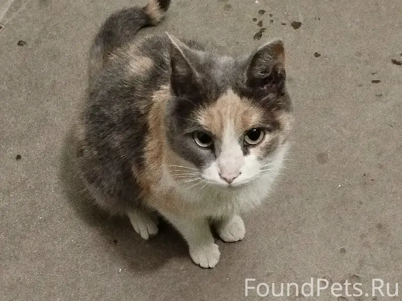 Очень срочно!!!. Была найдена в подвале...