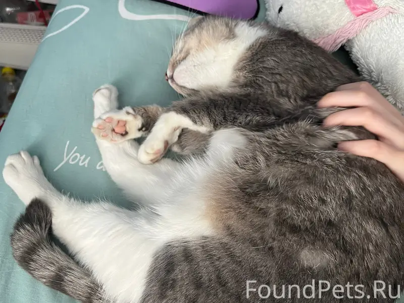 Здравствуйте,  пропала кошка.
Зовут Ника. Окрас...