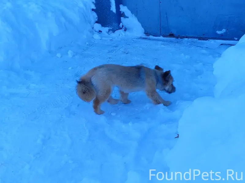 Потерялась собака улица Ленина 6 поселок...