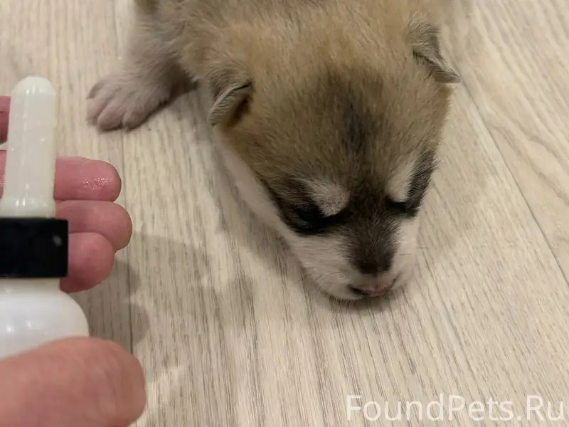 Вчера найден щенок, кто потерял??