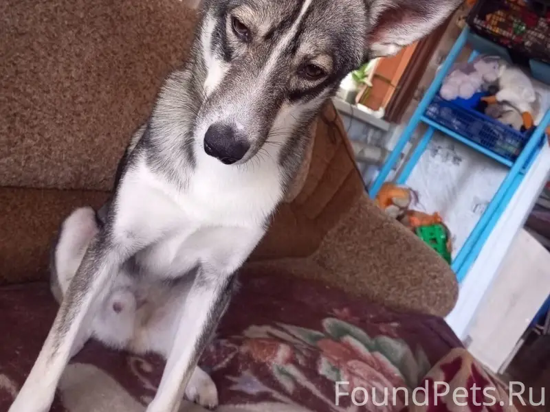 Розыск!г.Омск
Пропал пёс - окрас...