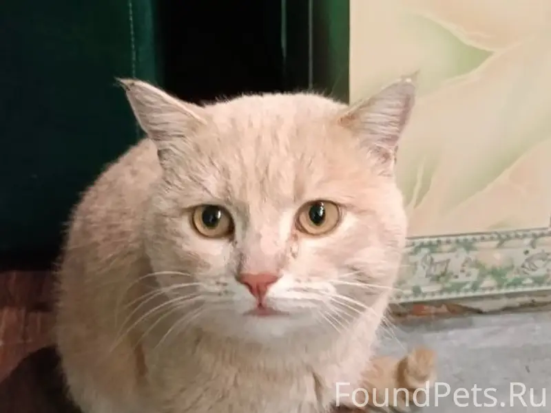 Потерялся кот! В районе 50 лет...