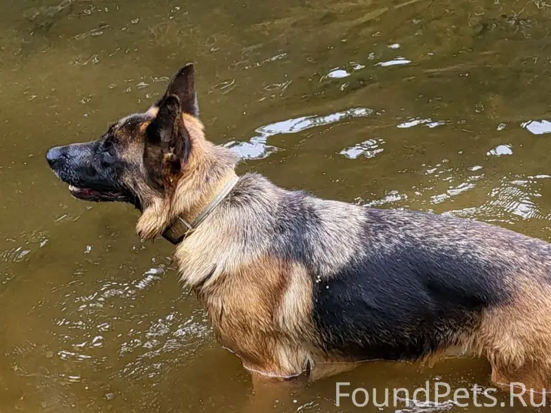 Потерялась собака, немецкая овчарка, окрас чепрачный...