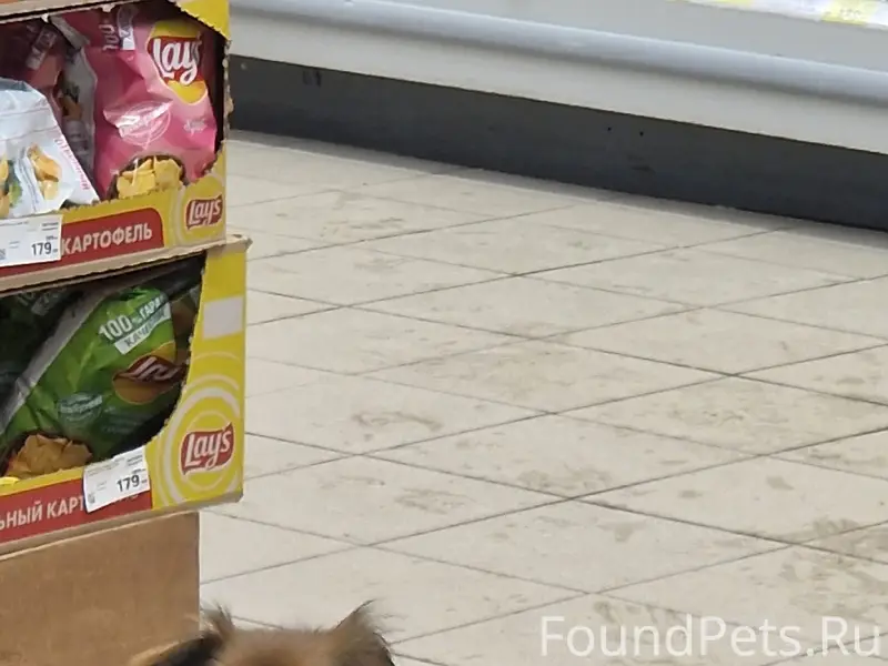 Найдена собака, маленькая, с ошейником. 
Прохожие...