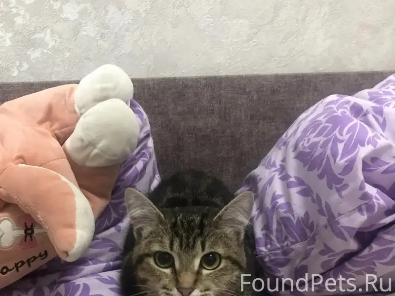 Найден котенок девочка, на Георгия Исакова...