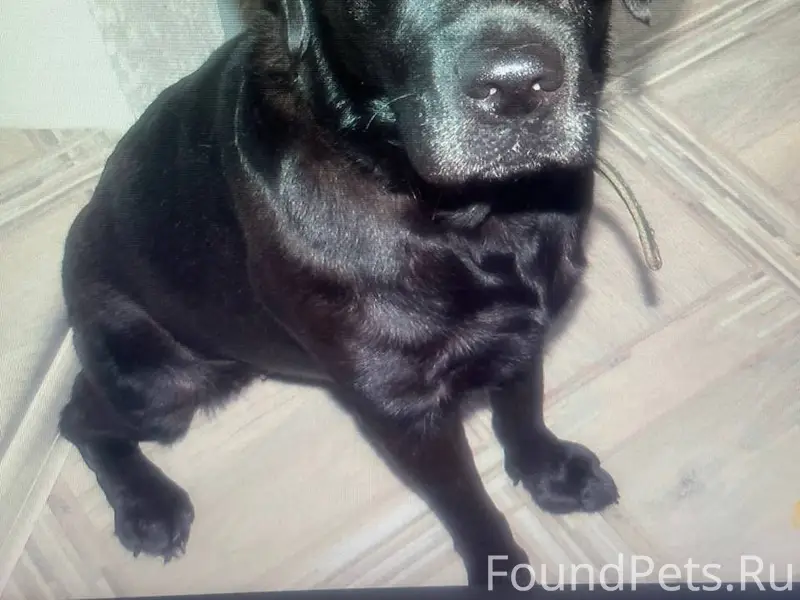 Пропала собака на дачах СНТ "Ивушка...