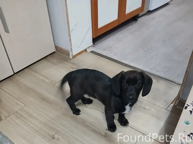 Пропал пёс. Если кто-то увидит...