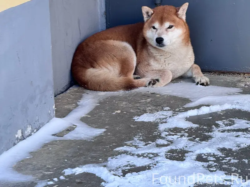 Чья собака потерялась ??. Сегодня с самого...