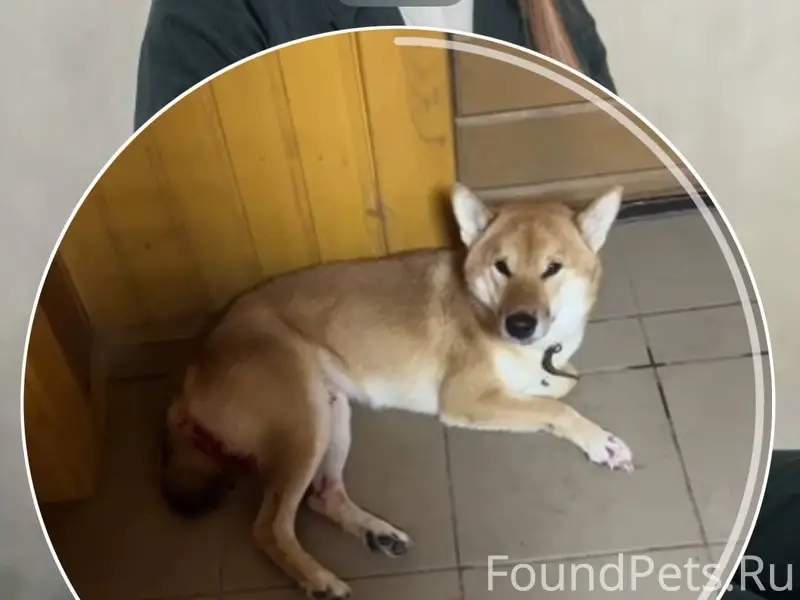 Д.Берёзовка, Богородский район.
❗СРОЧНО❗ НАЙДЕНА...