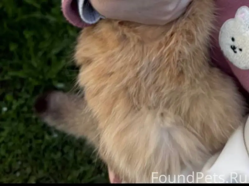 Извините не по теме срочно ❗️❗️❗️Пропал...