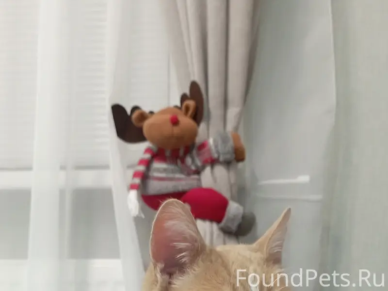 **ВНИМАНИЕ! ПРОПАЛ КОТ ТИМОШКА! СРОЧНО! ИЩЕМ...