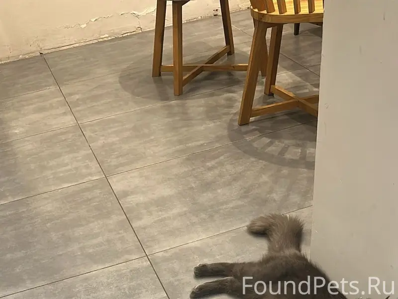 Пропала кошка. Нашедшему вознаграждение. 
Пропала вчера...