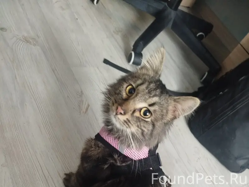 Туношна-городок, в гараже нашли котика...