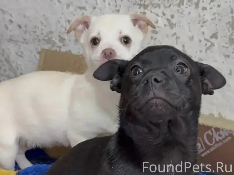 ПИТЕР, МОСКВА!! ПРОСИМ ОБРАТИТЬ ВНИМАНИЕ!! Сарра...