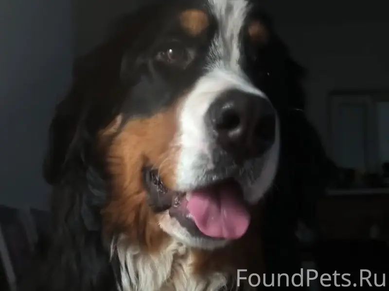 Прошу помощи с территории дома поселок...