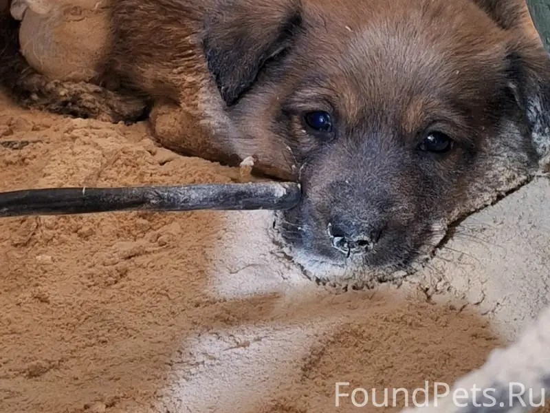 Найден щенок, сегодня, на Львовской. Упитанный...