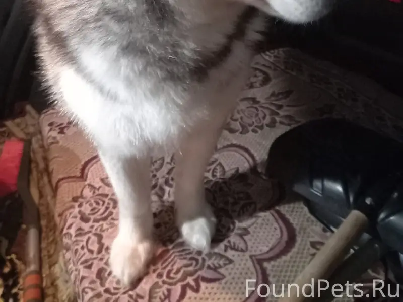 ЧЬЯ ПОТЕРЯШКА ❓❓❓
Район ПРУДа, бывший...