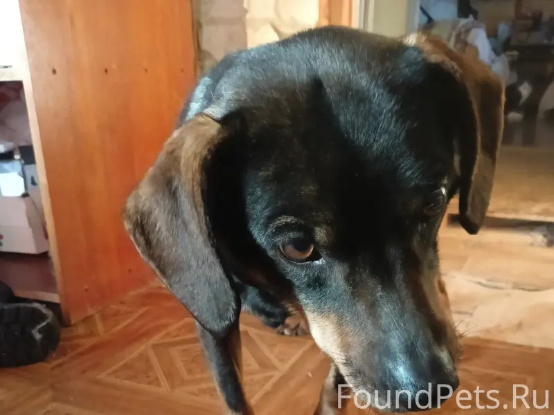 Найдена собака. Район затверечье, рядом с...