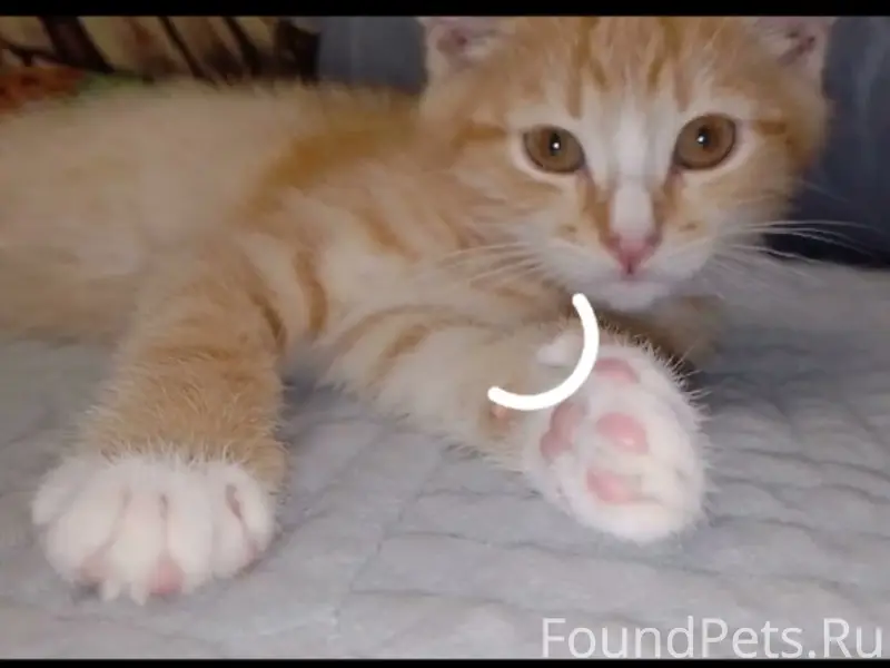 Пропал кот-подросток 7-8 месяцев...