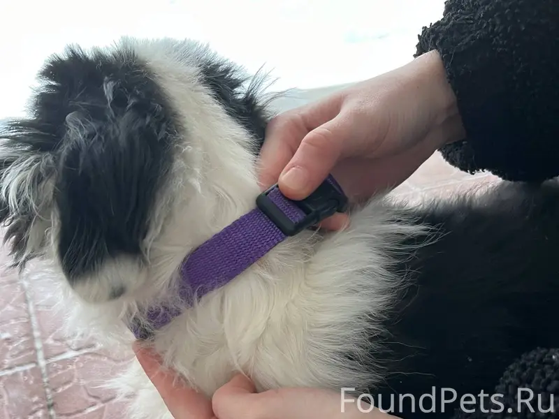 Ржев

        ❗❗ НАЙДЕНА СОБАКА ❗❗

Хозяин...