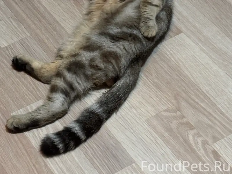 Пропал кот в районе клевера, если...