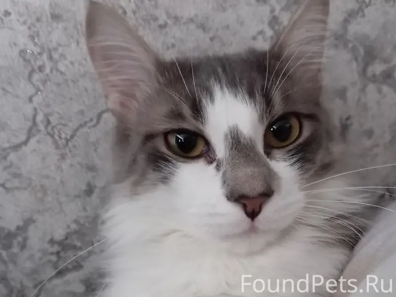 Всем здравствуйте пропал кот 
￼ на...