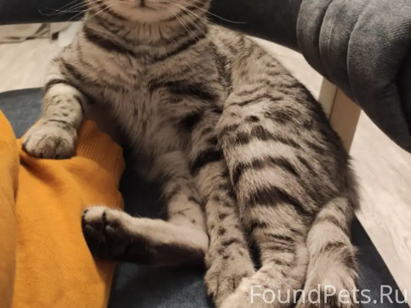 Пост о помощи🙏
Пропал наш любимец...