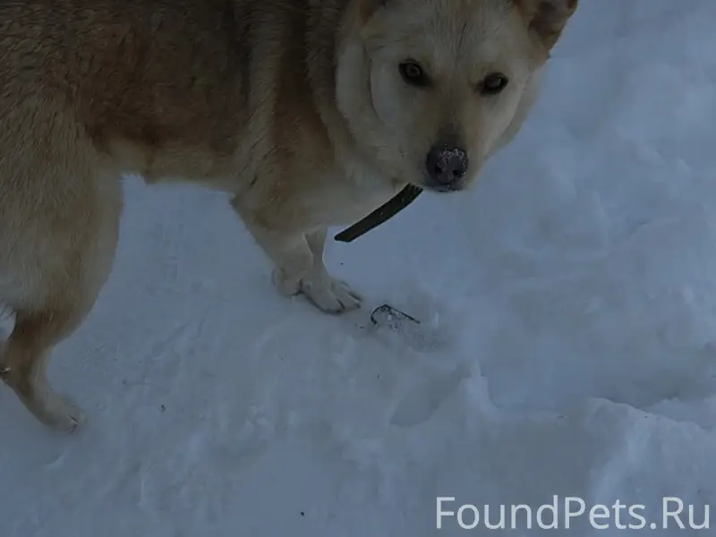 Д. МИКУЛИНО

Пропала собака!

Дата пропажи...