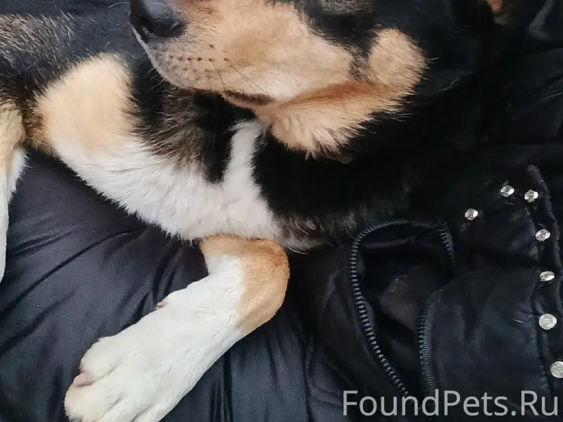 Потерялся пёс 02.02 , кличка Бакс...