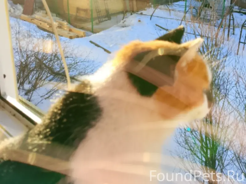 Пропала кошка, по кличке Алиса
На...