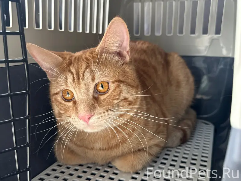 Пропал рыжий кот 