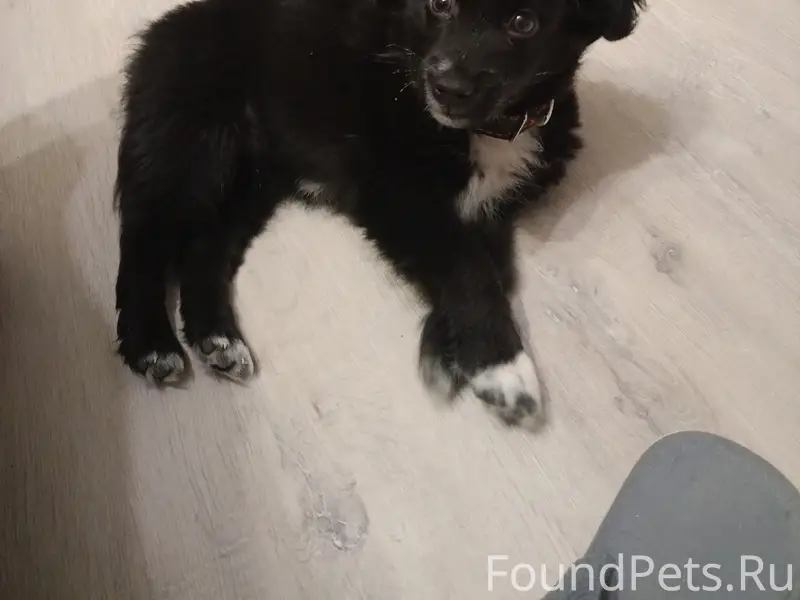 Убежала собака (щенок) убежал в районе...