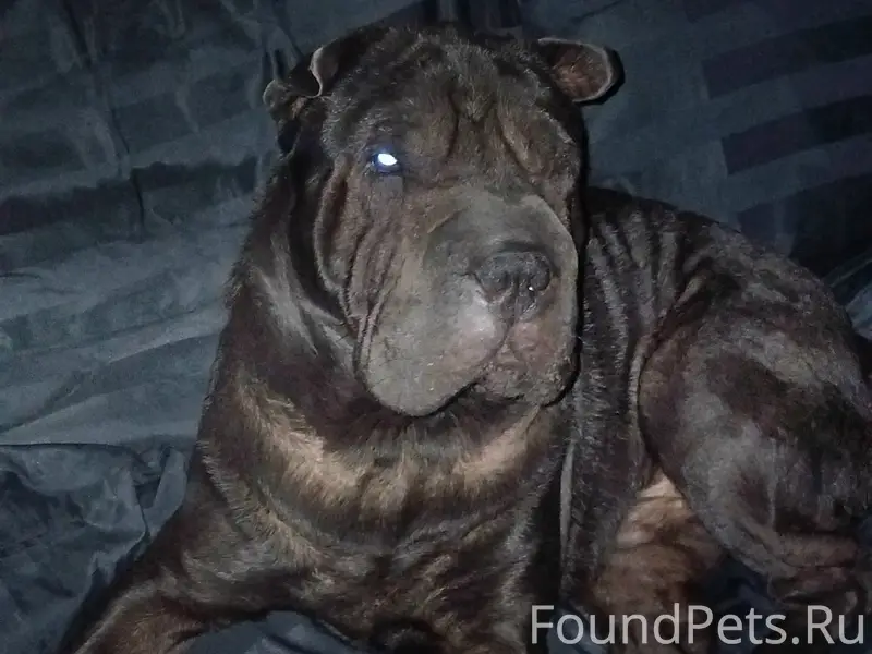 Потерялся кобель в районе Дружбы. Кто...