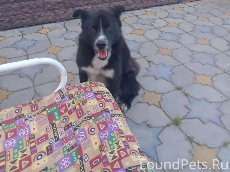 Пропала собака! 
Зовут Амур. 
Убежал с...