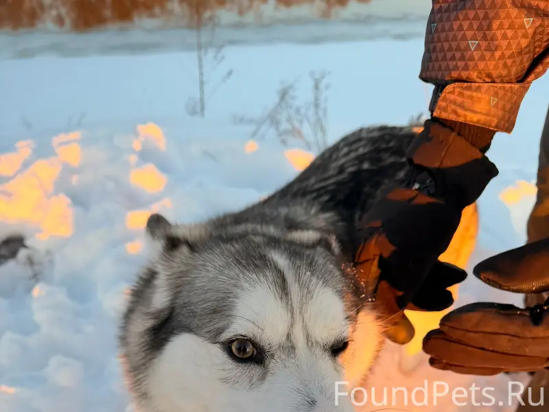 Найдена собака на Андреевском лугу, около...