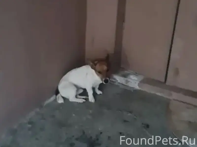 В 7:30 нашли собаку возле...