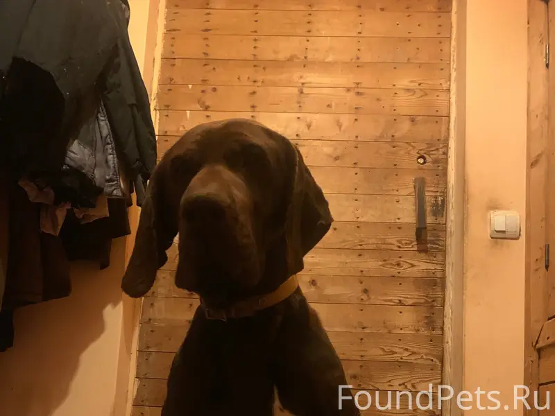 Найдена собака’чья потеря,разыскиваем хозяев,найден...